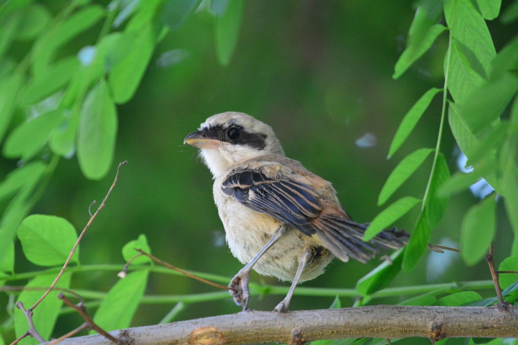 棕背伯劳 Long-tailed Shrike