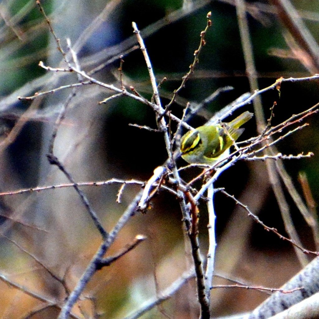 黄腰柳莺 Pallars’s Warbler