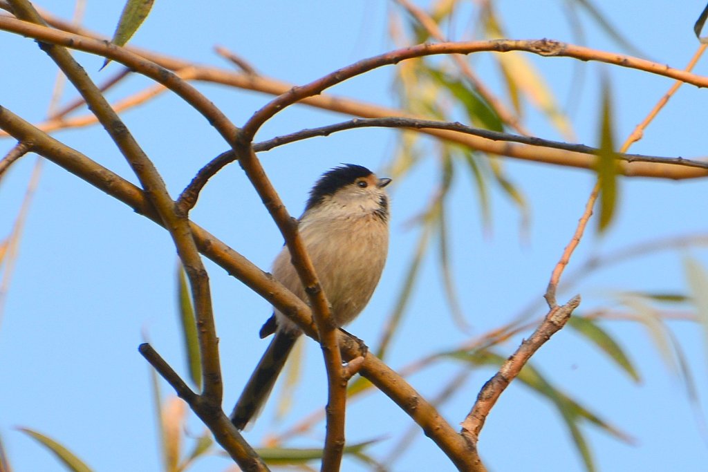 银喉长尾山雀 Silver-throated Bushtit