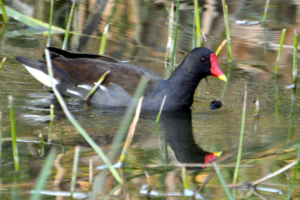 黑水鸡 Common Moorhen