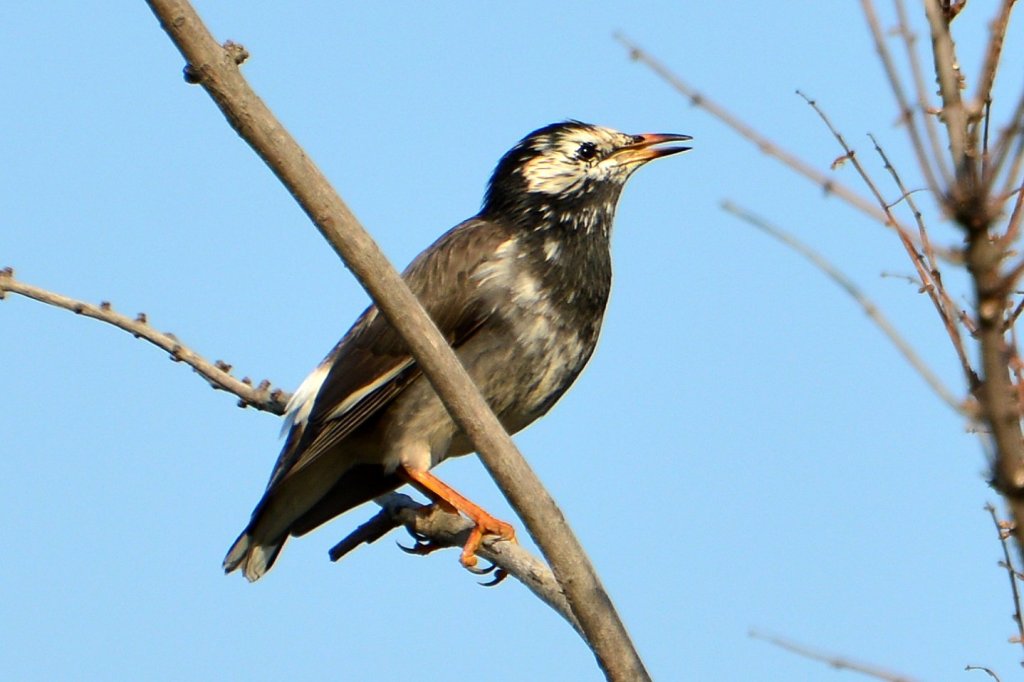 灰椋鸟 White-cheeked Starling