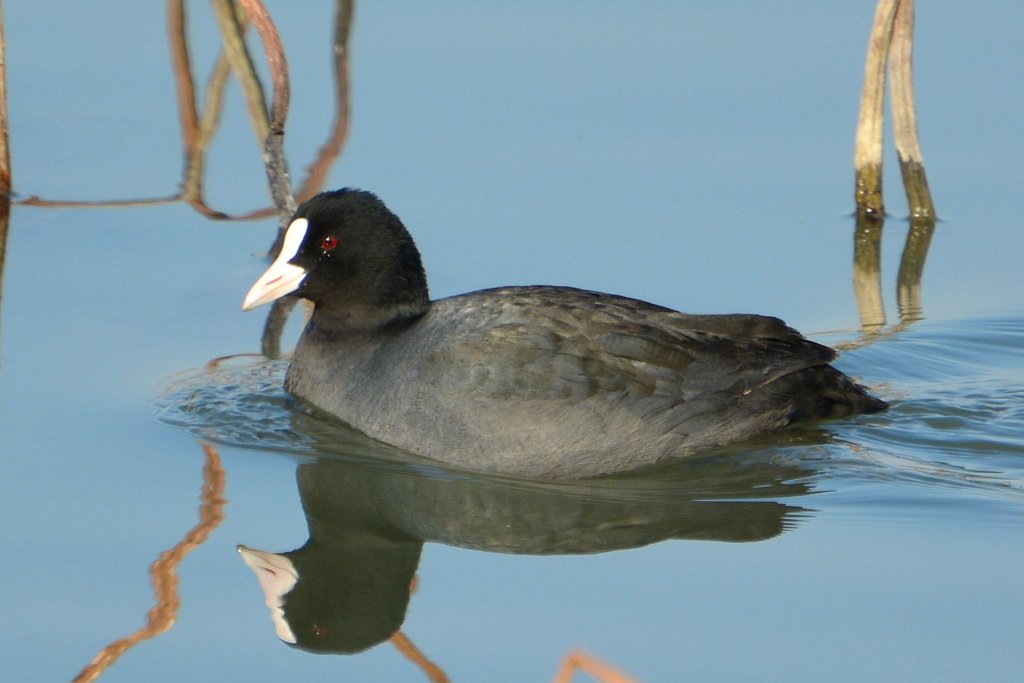骨顶鸡 Eurasia Coot