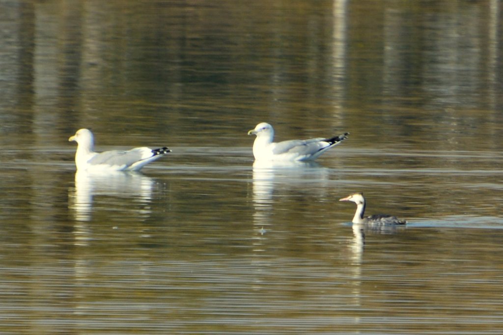 凤头鸊鷉 Great Crested&nbsp;Grebe