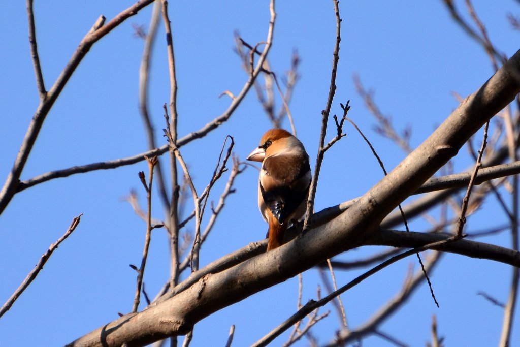 锡嘴雀 Hawfinch