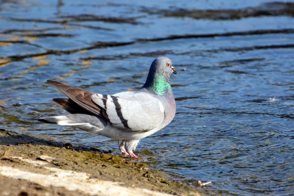 原鸽 Rock Pigeon