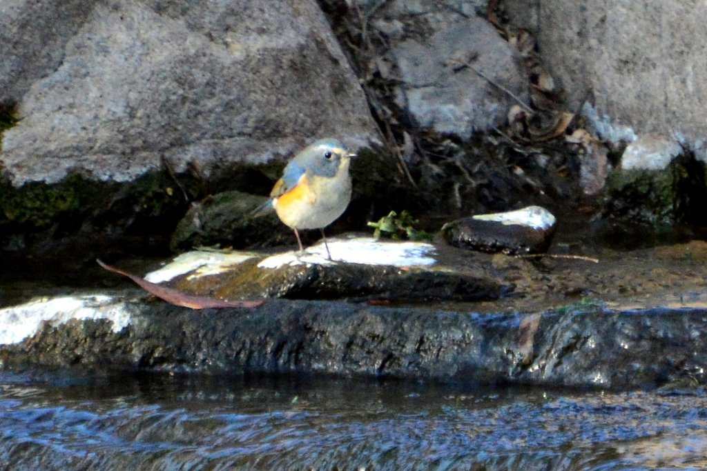红胁蓝尾鸲 Orange-flanked Bluetail