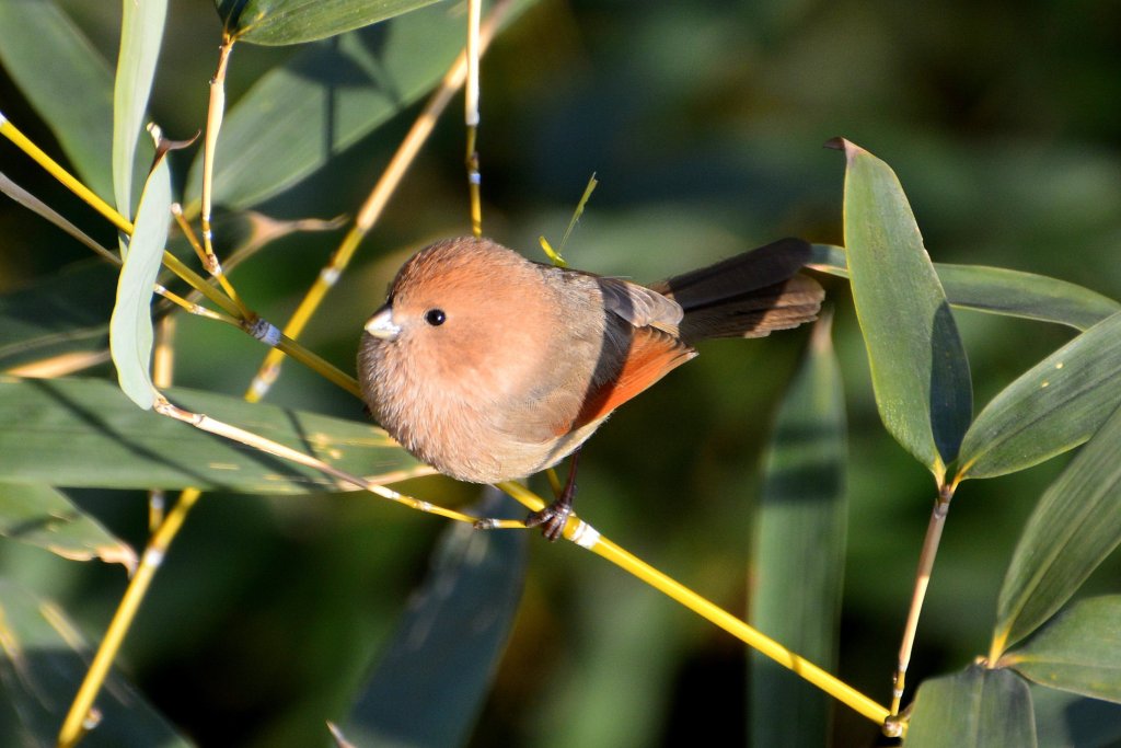 棕头鸦雀 Vinous-throated Parrotbill