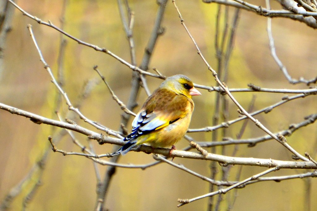 金翅雀 Grey-capped Greenfinch