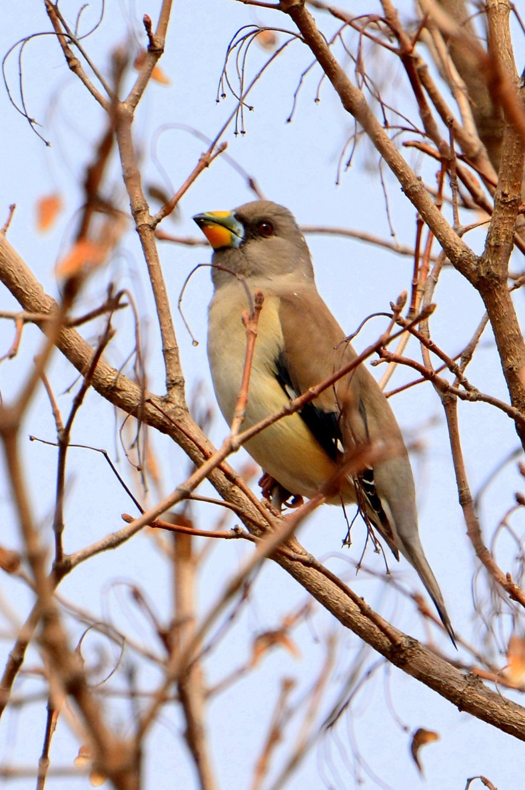 黑尾蜡嘴雀 Chinese Grosbeak