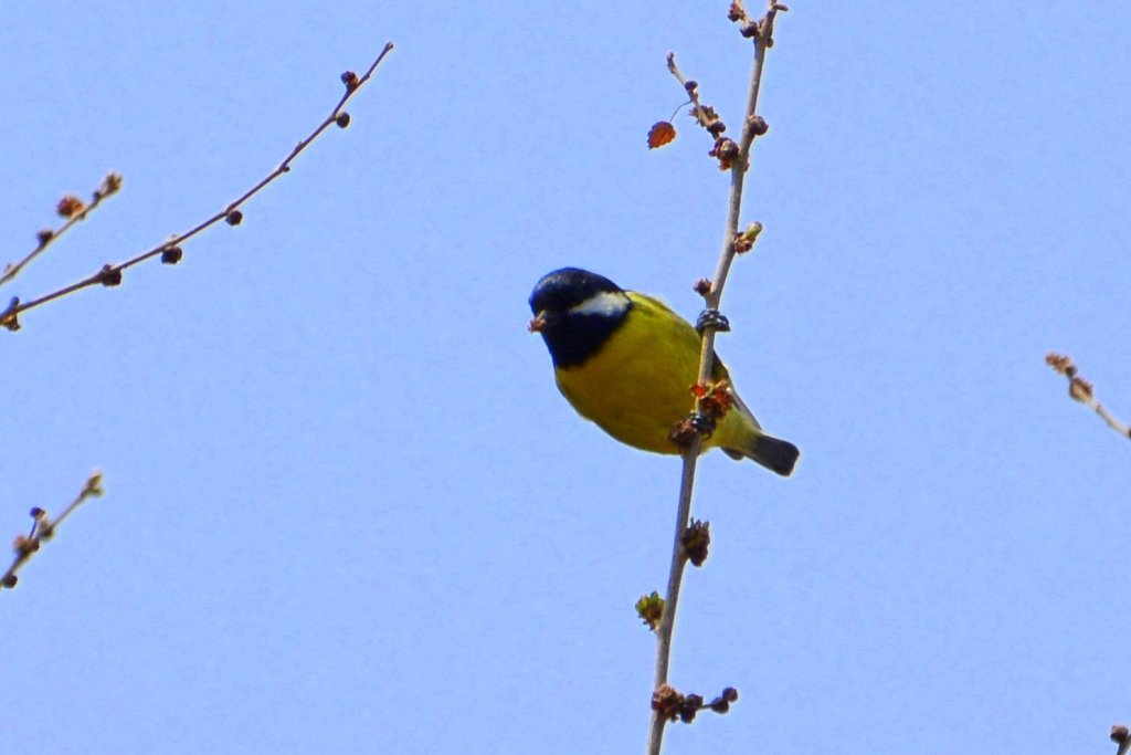 黄腹山雀 Yellow Bellied&nbsp;Tit
