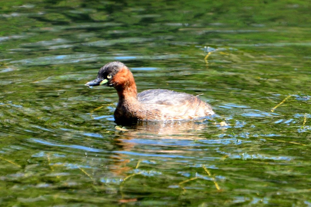 小䴙䴘 Little Grebe
