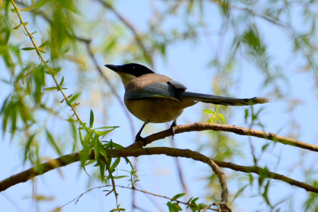 灰喜鹊 Azure-winged Magpie