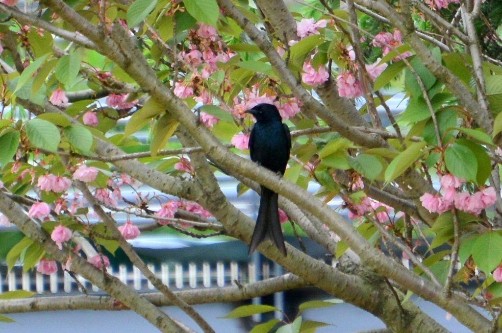 黑卷尾 Black Drongo