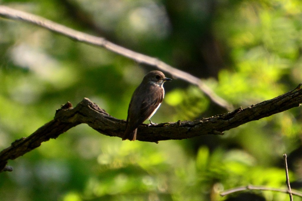 灰纹鹟 Grey-streaked Flycatcher