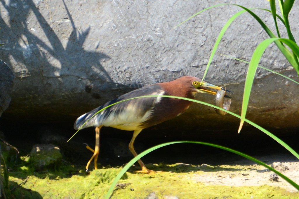 池鹭 Chinese Pond-Heron