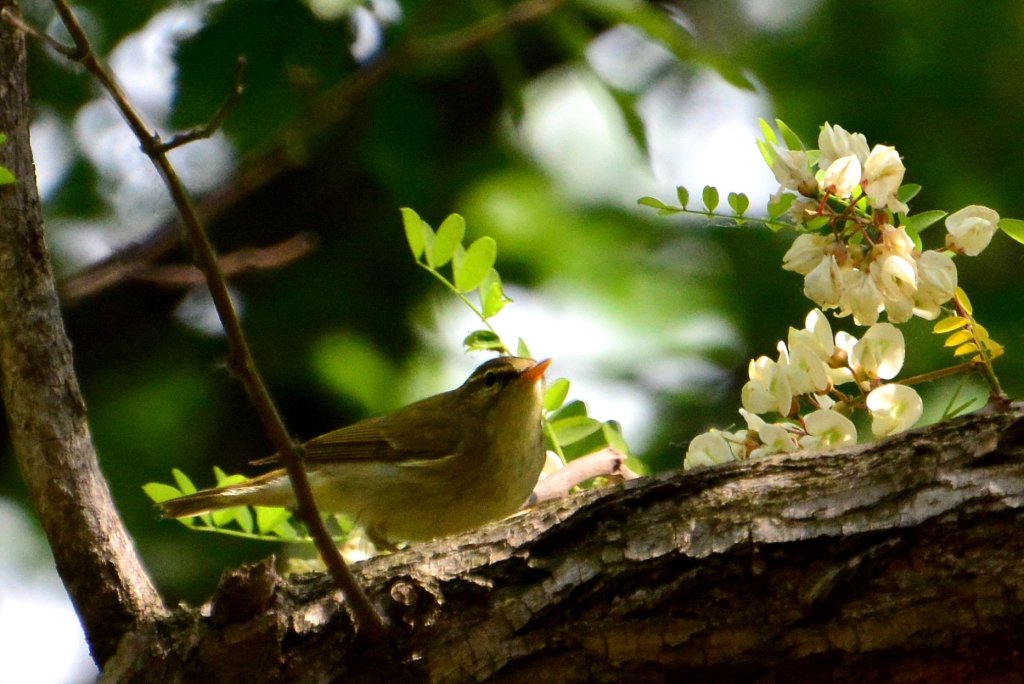 极北柳莺 Arctic Warbler