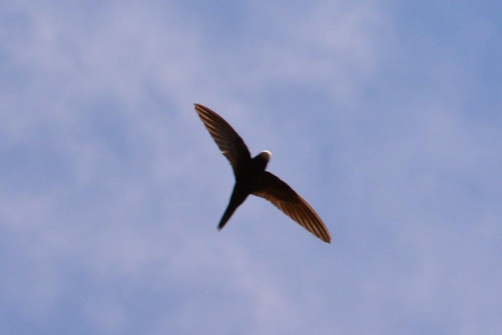 普通楼燕 Common Swift