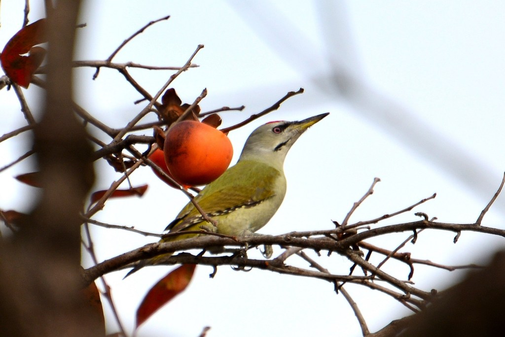 灰头绿啄木鸟Grey-headed Woodpecker