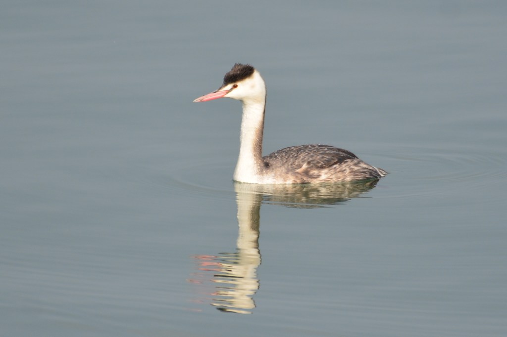 凤头鸊鷉 Great Crested&nbsp;Grebe