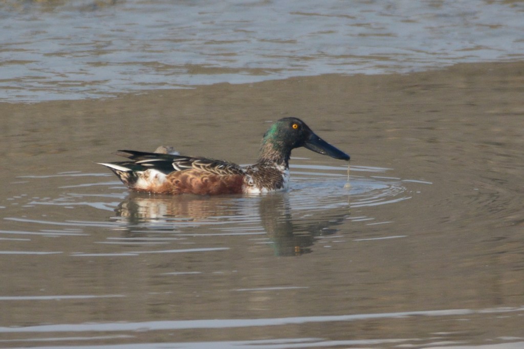 琵嘴鸭 Northern Shoveler