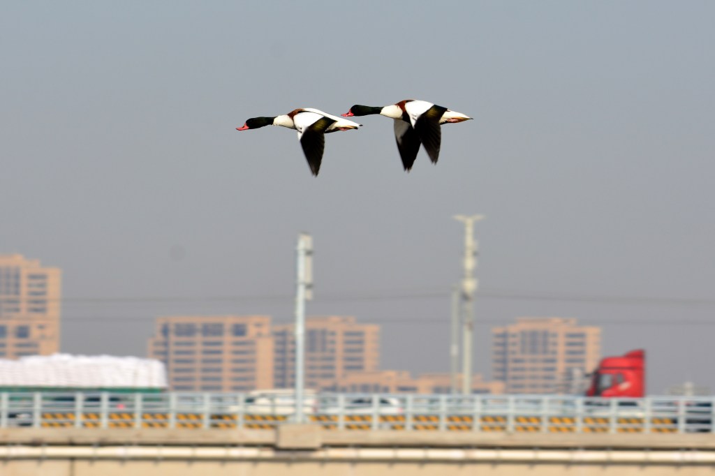翘鼻麻鸭 Common shelduck