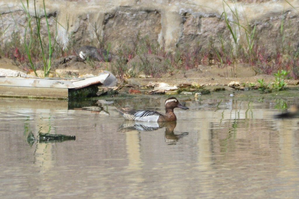 白眉鸭 Garganey