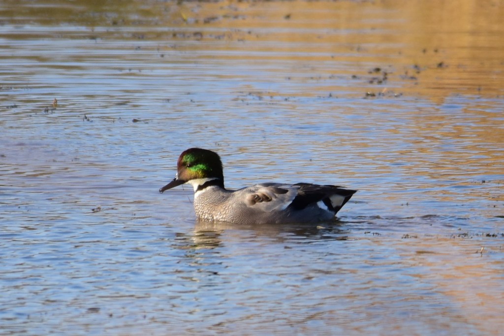 罗纹鸭 Falcated Duck