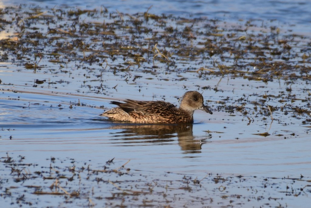 赤膀鸭 Gadwall