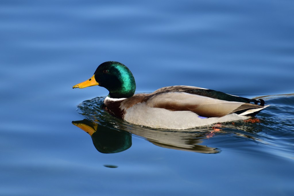 绿头鸭 Mallard