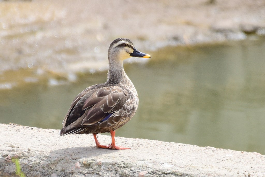 斑嘴鸭 Chinese Spotted&nbsp;Duck