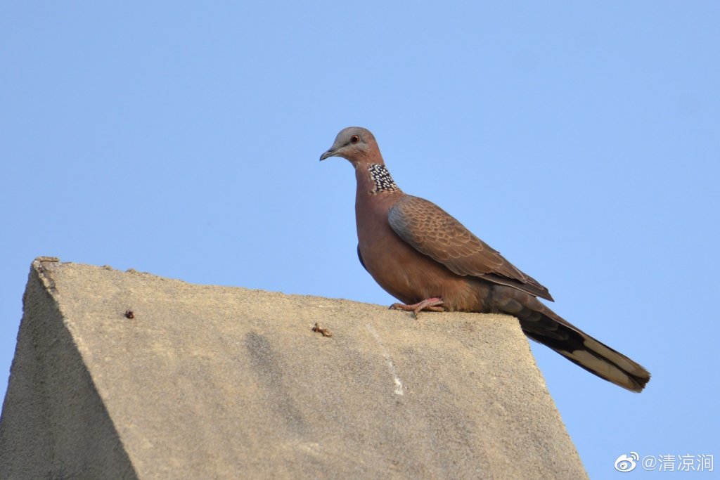 珠颈斑鸠 Spotted Dove