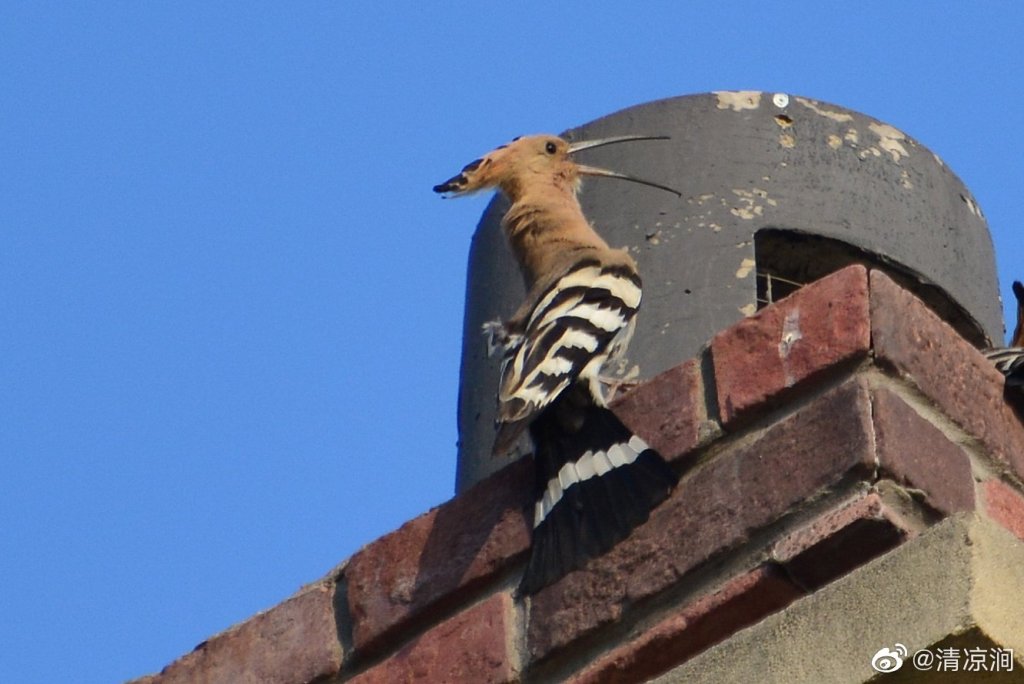 戴胜 Common Hoopoe