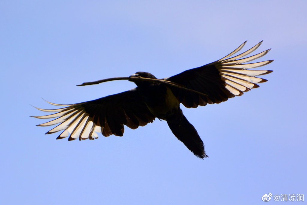 青岛常见鸟类生活习性介绍