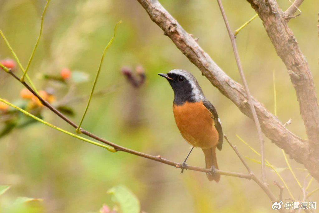 青岛常见鸟类135种