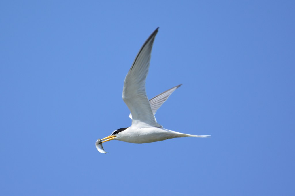 白额燕鸥 Little Tern