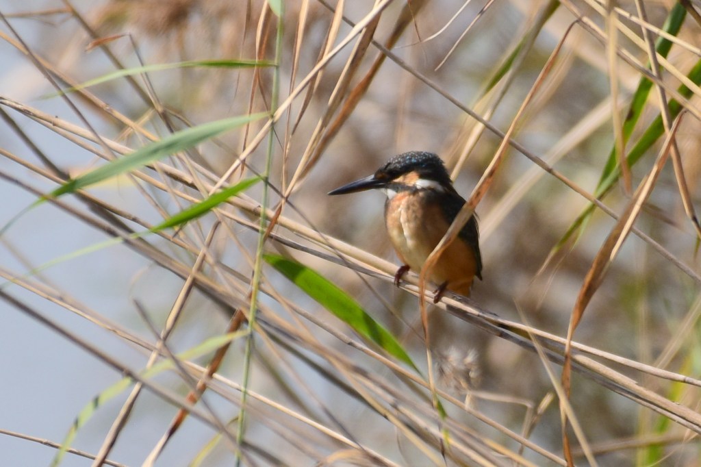 普通翠鸟 Common Kingfisher