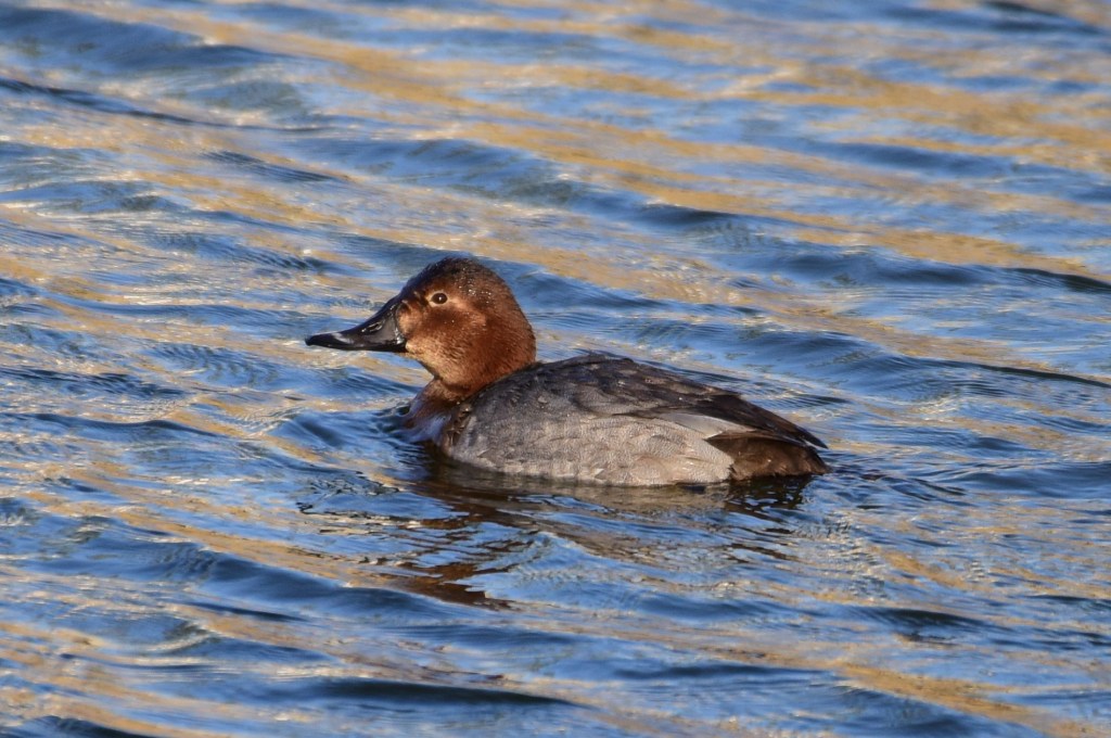 红头潜鸭 Common Pochard