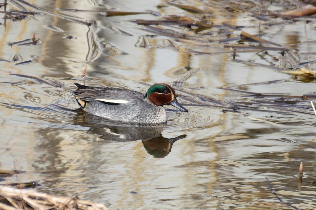 绿翅鸭/美洲绿翅鸭 Green-winged Teal