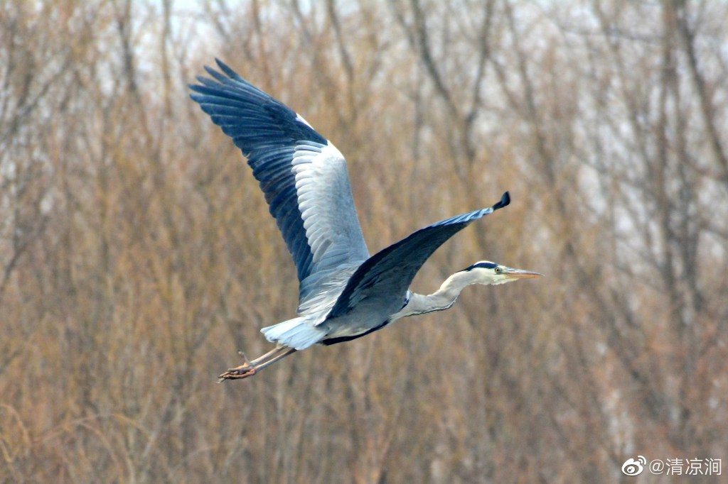 苍鹭 Grey Heron
