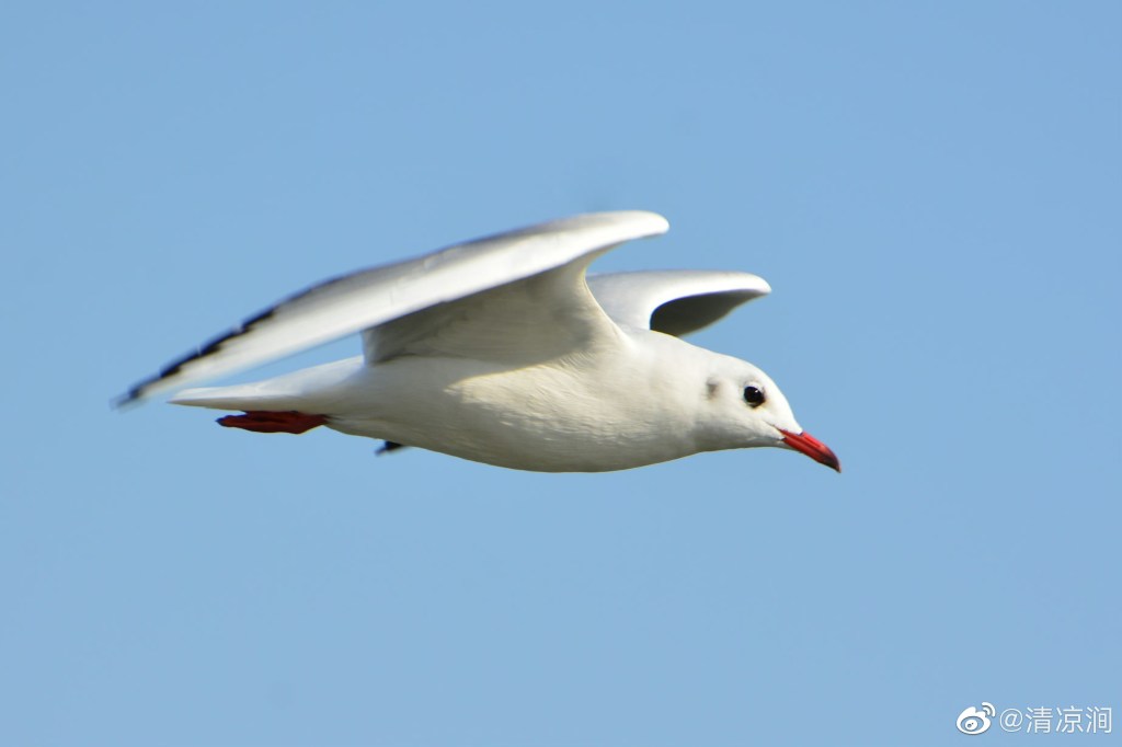 红嘴鸥 Black-headed Gull