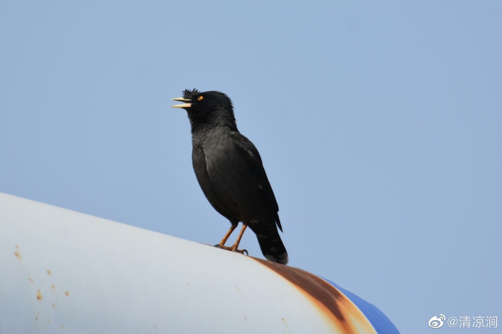 八哥 Crested Myna