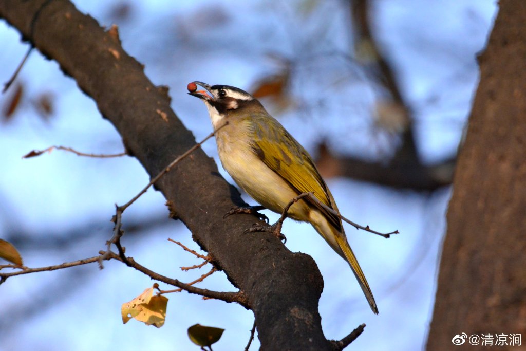 白头鹎 Light-vented Bulbul