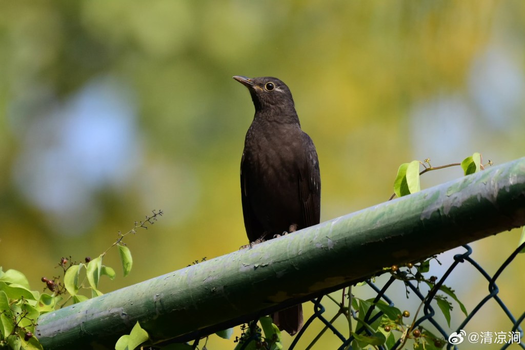 乌鸫 Chinese Blackbird