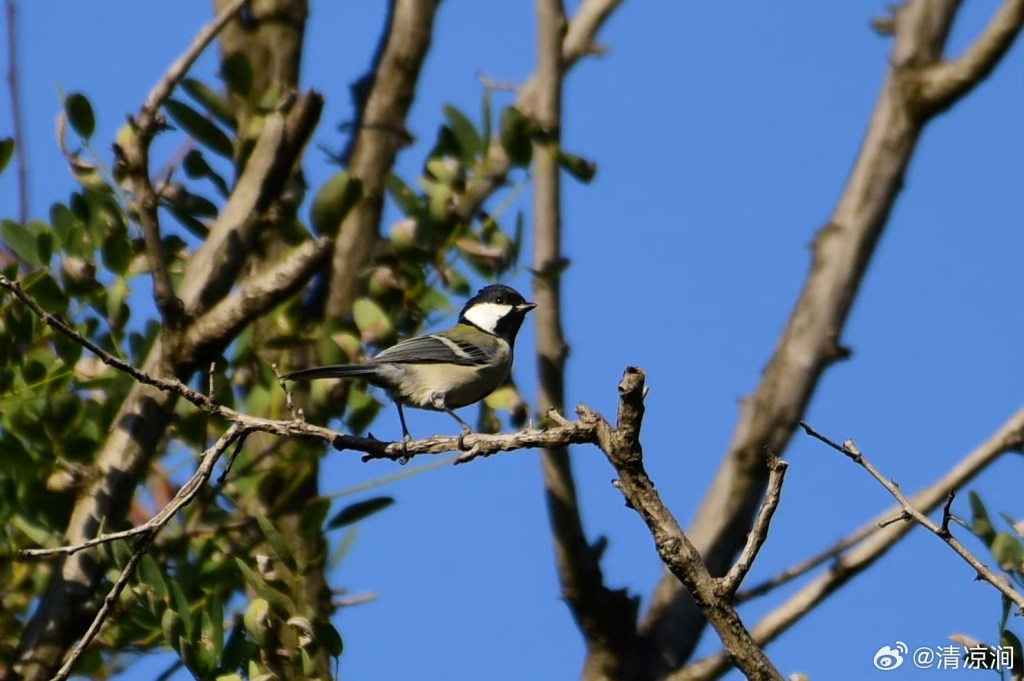 大山雀 Asian Tit