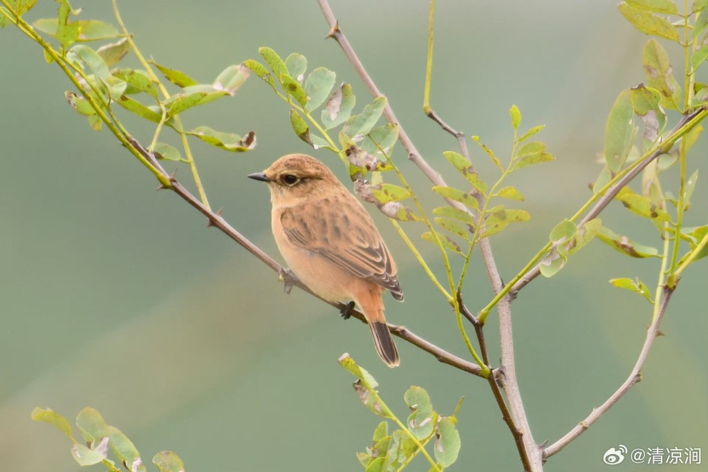 东亚石䳭 Amur Stonechat