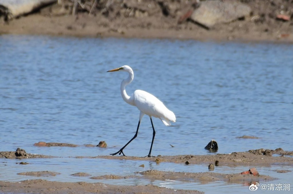 大白鹭 Great Egret