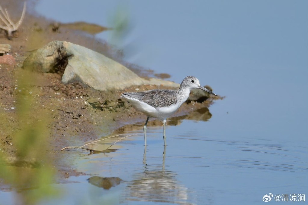 青脚鹬 Common Greenshank