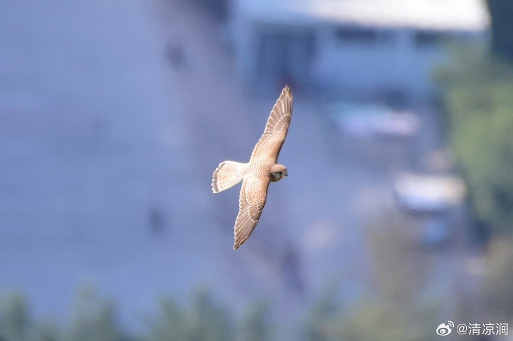 红隼 Common Kestrel