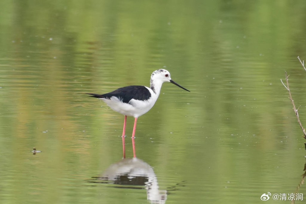 黑翅长脚鹬 Black-winged Stilt
