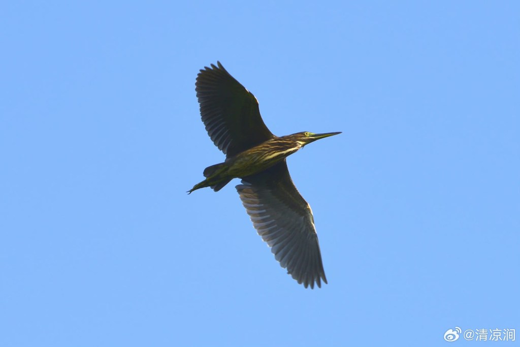 绿鹭 Striated Heron